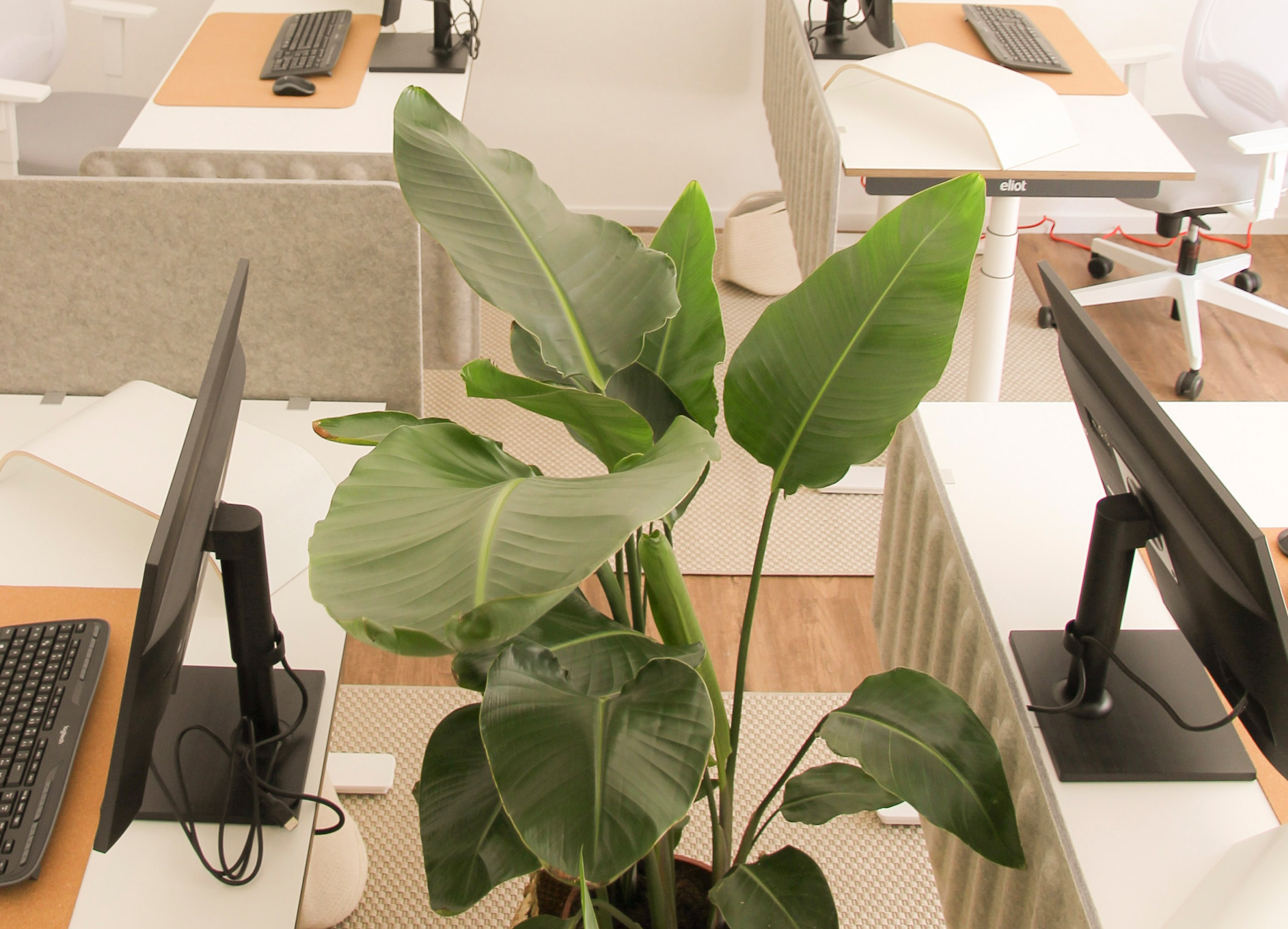 Coworking spaces - München - Ein helles Büro mit vier Schreibtischen strahlt Ruhe und Gemütlichkeit aus, wodurch eine persönliche Arbeitsatmosphäre entsteht. Das Tageslicht flutet den Raum und schafft eine angenehme Arbeitsumgebung, in der sich die Mitarbeiter entspannt und produktiv fühlen können. Die Einrichtung und Dekoration verleihen dem Raum einen persönlichen Touch, der die Individualität und Kreativität der Nutzer unterstreicht. - Heimatoffice 26